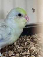 Forpus in  Amerikaans geel (Yellam groen) Turquoise "25, Dieren en Toebehoren, Mannelijk, Papegaai, Tam