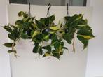 Philodendron scandens brasil, Huis en Inrichting, Kamerplanten, Verzenden, Halfschaduw, In pot, Minder dan 100 cm