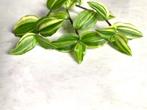 Tradescantia Fluminensis Aureovariegata stekjes, Huis en Inrichting, Kamerplanten, Ophalen of Verzenden, Overige soorten, Halfschaduw