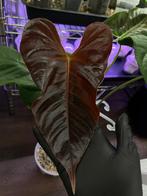 Anthurium Veitchii x Chamberlainii, Huis en Inrichting, Kamerplanten, Ophalen of Verzenden, Overige soorten, Minder dan 100 cm
