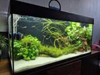 Juwel 180 aquarium met toebehoren, Ophalen, Gebruikt, Gevuld zoetwateraquarium