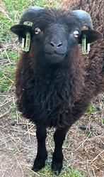 QUESSANT RAM, Dieren en Toebehoren, Mannelijk, Schaap, 0 tot 2 jaar