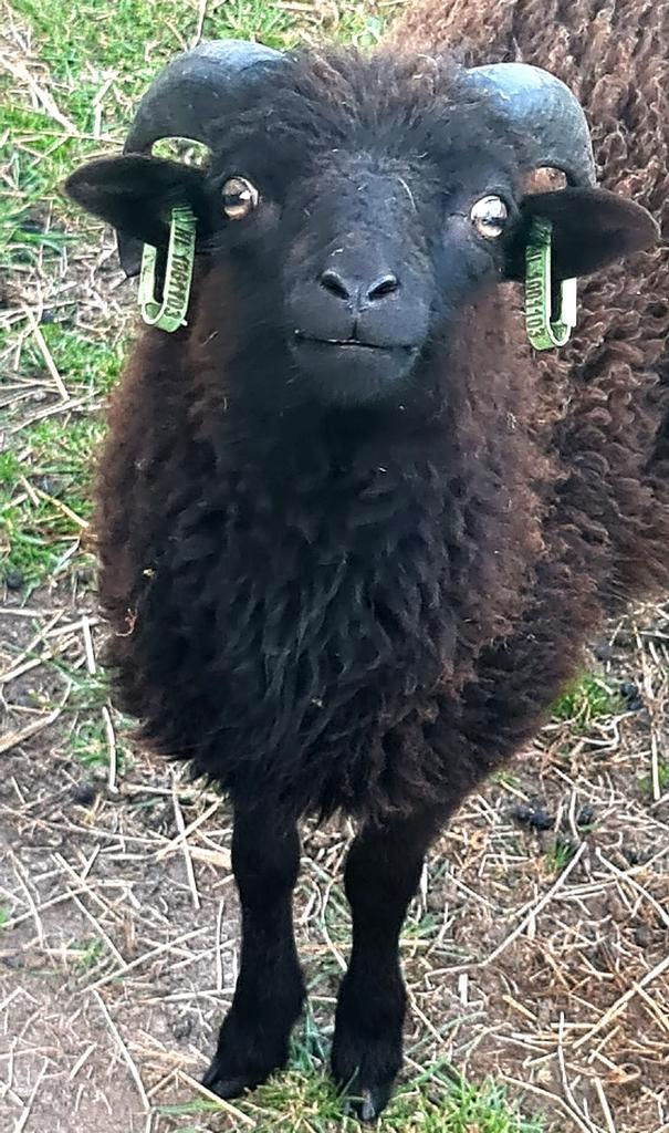 QUESSANT RAM, Dieren en Toebehoren, Schapen, Geiten en Varkens, Schaap, Mannelijk, 0 tot 2 jaar
