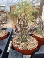 Cactus Tephrocactus Papyracanthus hort potmaat 12cm., Ophalen of Verzenden, Minder dan 100 cm, Bloeiende kamerplant, Volle zon