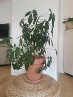 schefflera vingerplant, Huis en Inrichting, Kamerplanten, Ophalen, Halfschaduw, Minder dan 100 cm