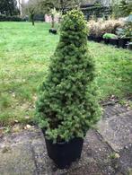 Dwergspar / Picea glauca 'Conica' , kleine Kerstboom, Ophalen, Zomer, Vaste plant, Overige soorten