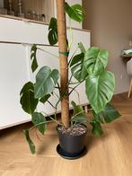 reverted Monstera Albo Variegata, Ophalen, 100 tot 150 cm, Overige soorten, Halfschaduw