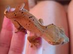 Wimpergekko nakweek red inktspot dalmatian, Dieren en Toebehoren, Hagedis