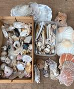 Heel veel schelpen, Verzamelen, Mineralen en Fossielen, Ophalen of Verzenden, Schelp(en)