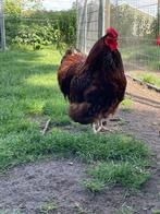 Orpington groot, 1 haan + 5 hennen, wit, buff, rood, patrijs, Meerdere dieren, Kip