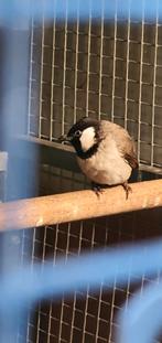 Een gezond  irakees  buulbulu  pop2025   geringd  en DNA, Dieren en Toebehoren, Meerdere dieren, Geringd