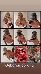 Kruising pocket bully /staffordshire, Dieren en Toebehoren, Honden | Niet-rashonden, Meerdere, Meerdere dieren, Middel, Nederland