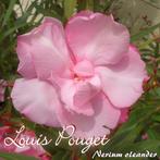 Nerium oleander Louis Pouget meervoudige bloemen., Ophalen of Verzenden, Zomer, Volle zon