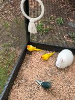 Te koop mooi (broedrijp) kweekkoppel Kakariki’s, Dieren en Toebehoren, Vogels | Parkieten en Papegaaien, Meerdere dieren, Parkiet