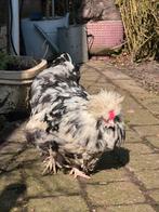 Broedeieren broed eieren usa zijdehoen zijdehoender kuikens, Dieren en Toebehoren, Pluimvee, Geslacht onbekend, Kip