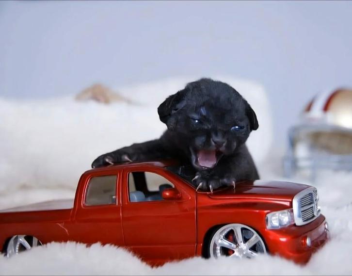 Devon Rex.., Dieren en Toebehoren, Katten en Kittens | Raskatten | Korthaar, Kater, Ingeënt