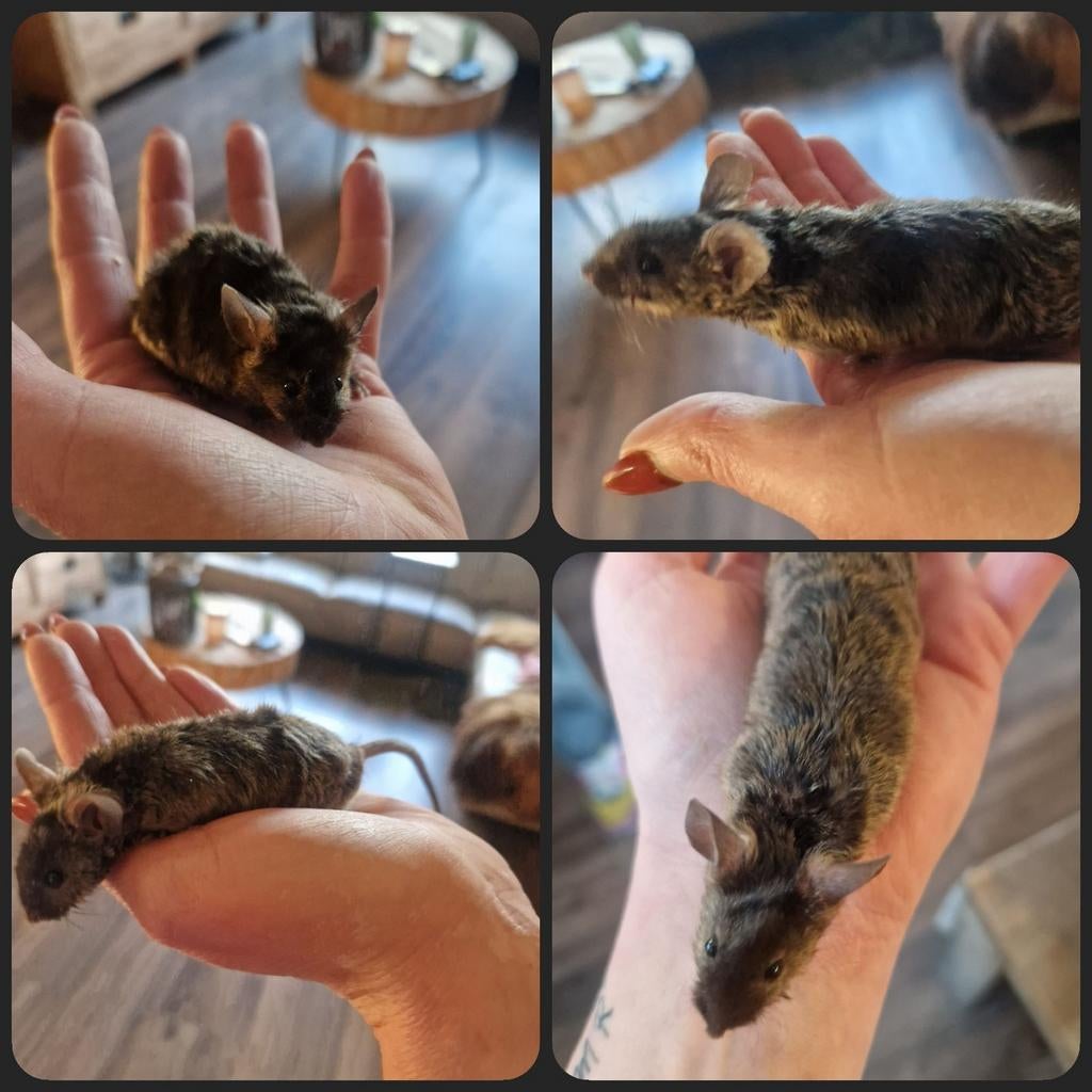 Donker agounti langhaar kleurmuis MAN bruin/zwart, Dieren en Toebehoren, Knaagdieren, Februari, Muis, Mannelijk, Tam
