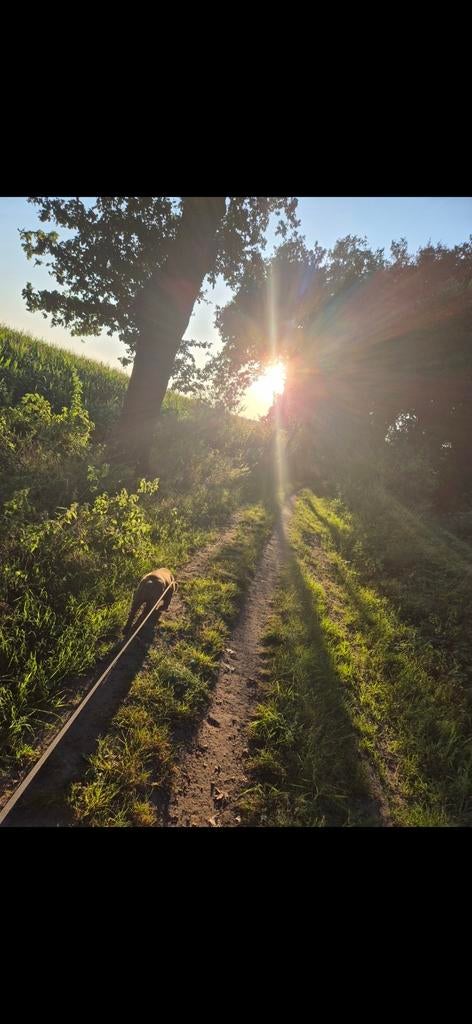 Hondenuitlaatservice, Dieren en Toebehoren, Ophalen of Verzenden