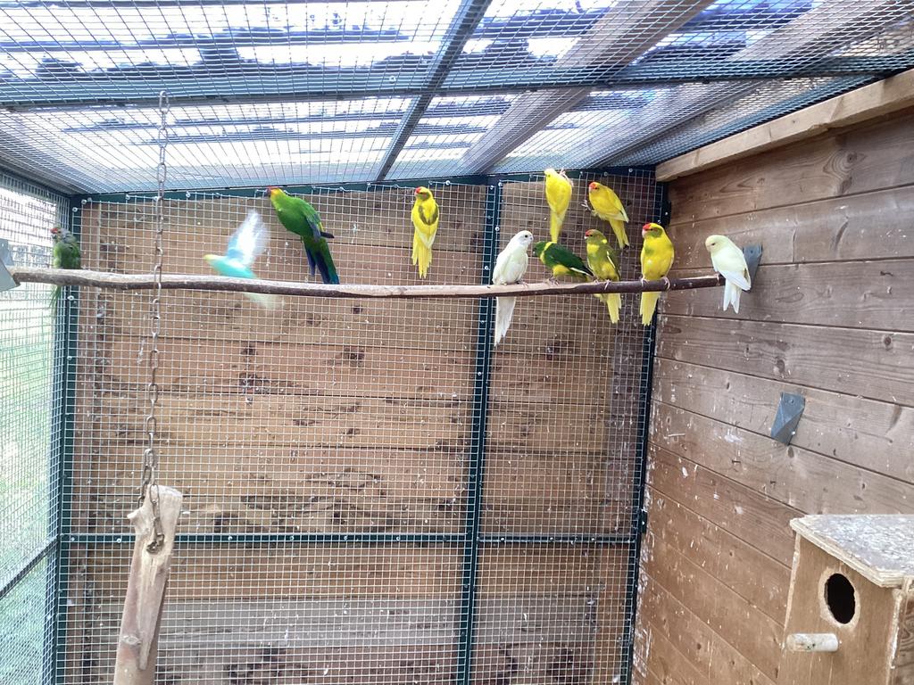 Te koop Kakariki’s, Dieren en Toebehoren, Meerdere dieren, Parkiet, Geringd