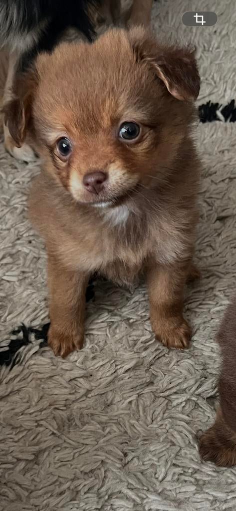 Pomriaan / chiwawa nog een hondje beschikbaar mag gelijk weg, Dieren en Toebehoren, Honden | Chihuahua's en Gezelschapshonden
