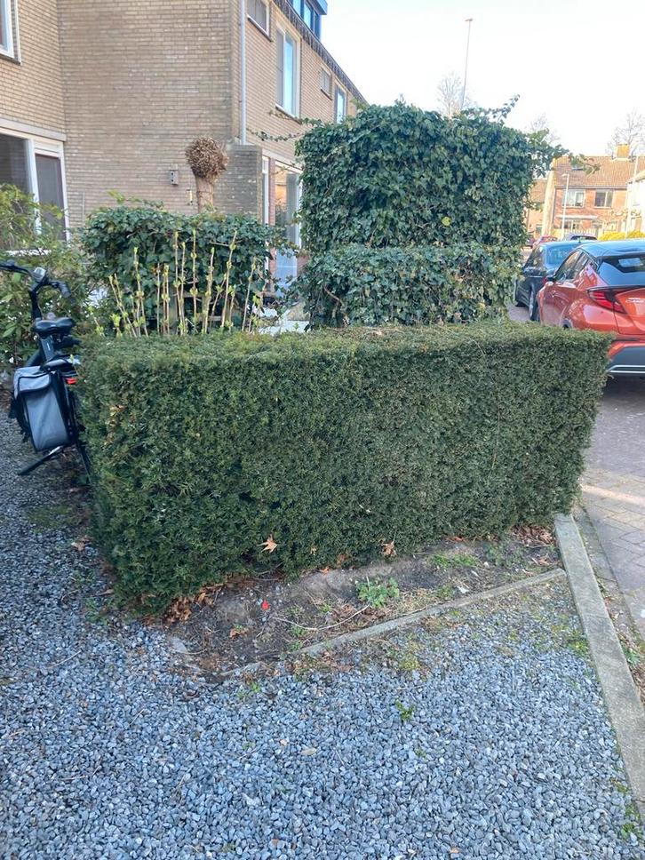 Gratis 5 taxus haagplanten, Tuin en Terras, Planten | Tuinplanten, Vaste plant, Overige soorten, Volle zon, Bloeit niet, Ophalen of Verzenden