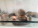 Hamster kooi terrarium glazen bak, Kooi, Gebruikt, Hamster, 75 tot 110 cm