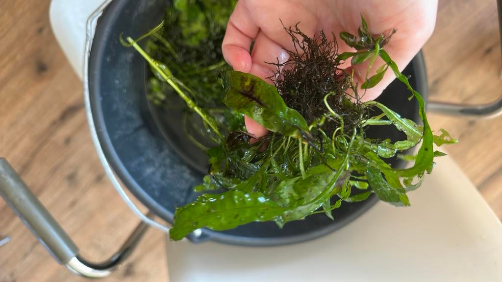 aquariumplanten: mos, mini javavaren, zuurstofplanten etc, Dieren en Toebehoren, Vissen | Aquaria en Toebehoren, Ophalen, Plant(en), Steen of Hout