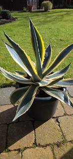 Bonte Agave Americana Variegata, Ophalen, Bloeit niet, Overige soorten, Volle zon
