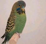 Blackface split blackwing man, Dieren en Toebehoren, Mannelijk, Parkiet, Geringd