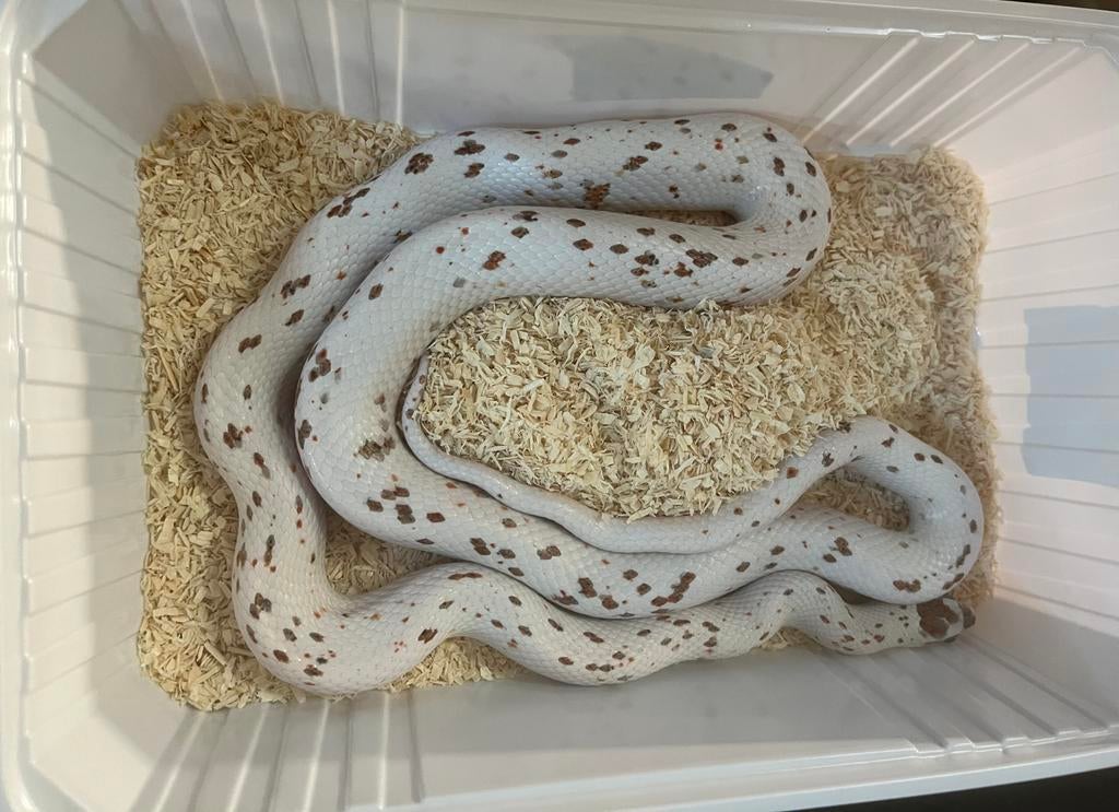 1.1 Guttatus palmetto, caramel, Dieren en Toebehoren, Slang, Tam, 3 tot 6 jaar