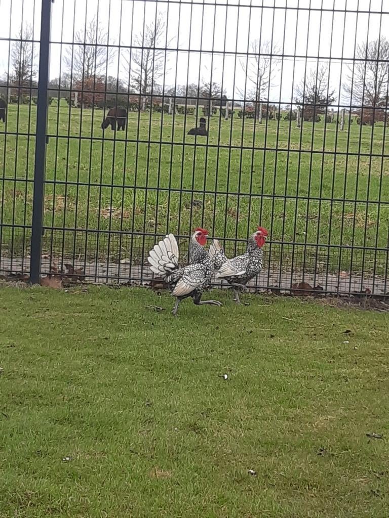 Te koop stelletje siebrygt kippetjes, Dieren en Toebehoren, Mannelijk, Kip