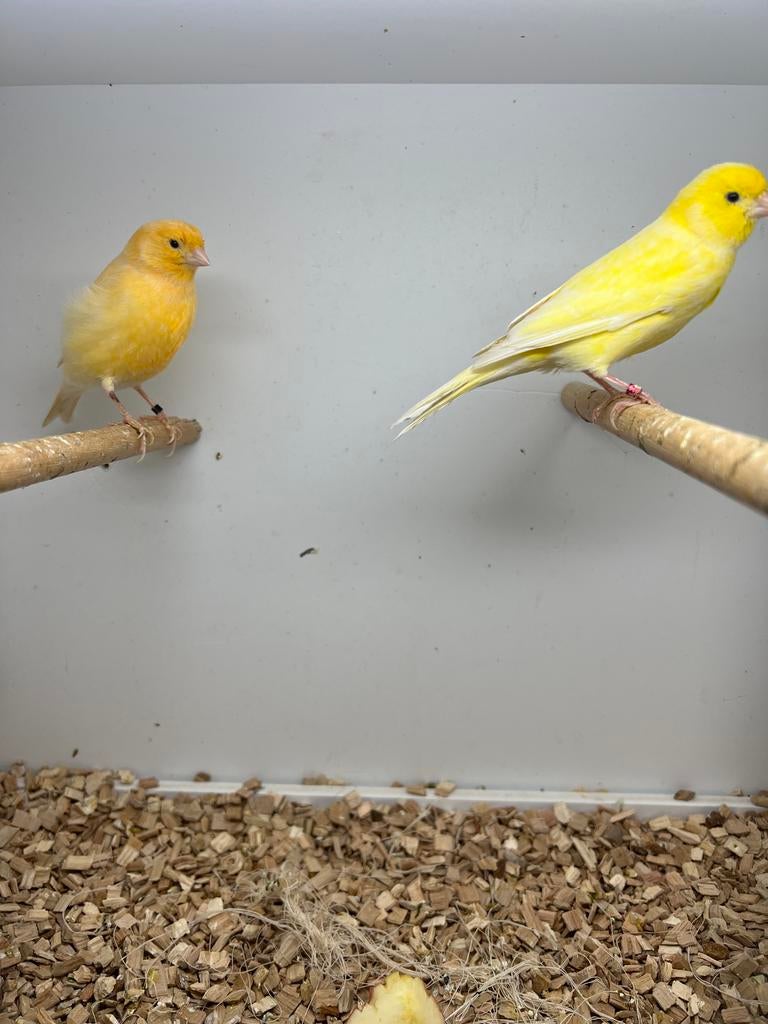 kanarie koppels, Meerdere dieren, Wildzangvogel, Geringd