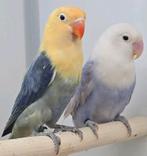 Agapornis fischeri opaline, Dieren en Toebehoren, Vogels | Parkieten en Papegaaien, Meerdere dieren, Dwergpapegaai of Agapornis