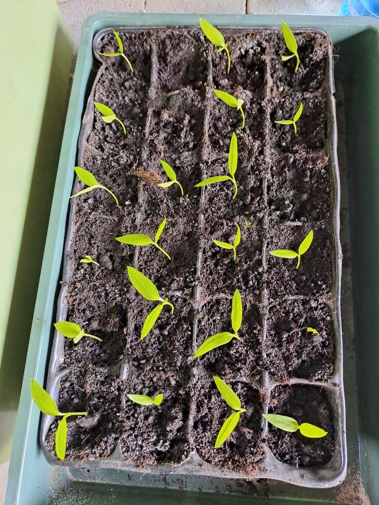 Paprika plantjes per stuk 1 euro, Ophalen of Verzenden