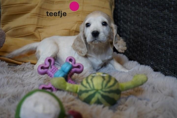 Mooie engelse cocker spaniel pups., Nederland, Parvo, 8 tot 15 weken, Meerdere