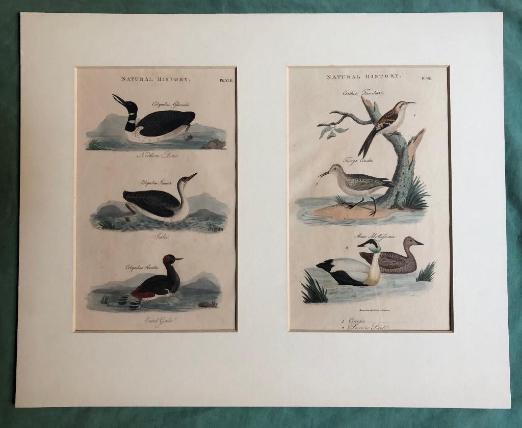 2 vogelprenten in passepartout, 1800 - 1899, Gravure, Flora en Fauna, Handgekleurd