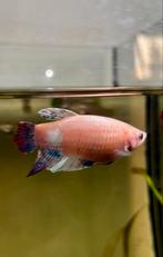 Female Betta te koop, Vis