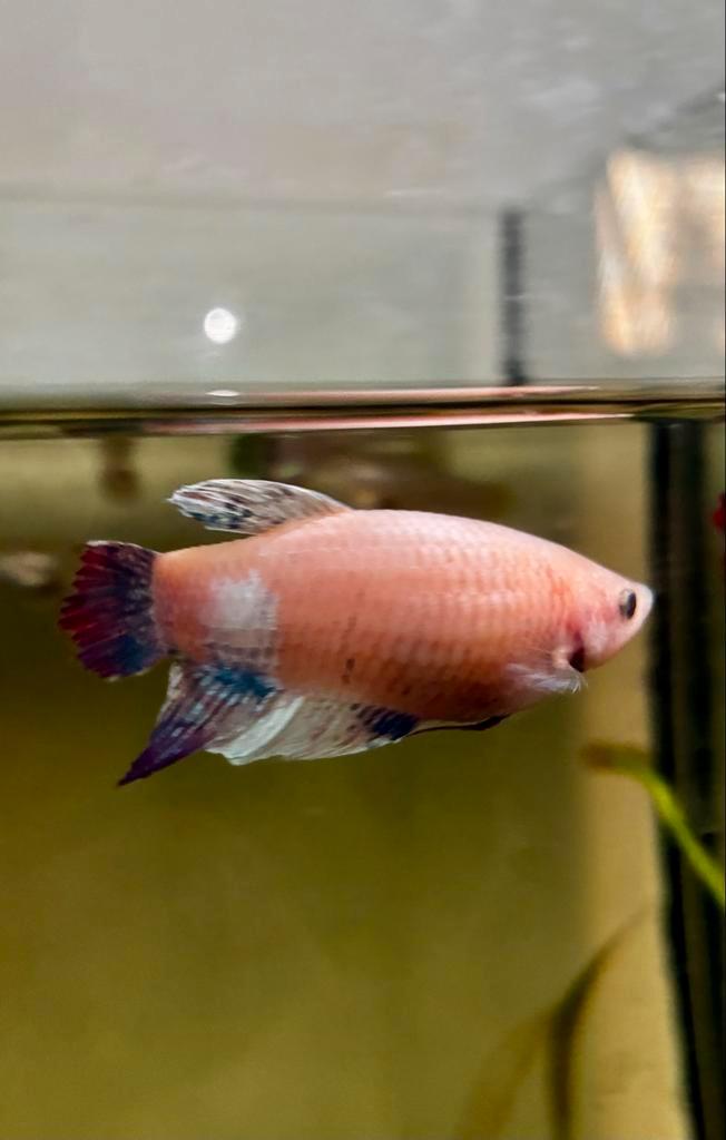 Female Betta te koop, Dieren en Toebehoren, Vissen | Aquariumvissen, Vis