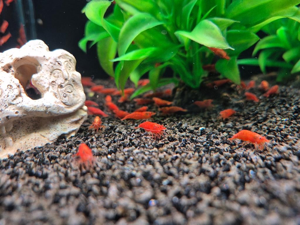 👉 Kleurrijke aquarium garnalen te koop 🦐 | Groot aanbod |, Kreeft, Krab of Garnaal, Zoetwatervis