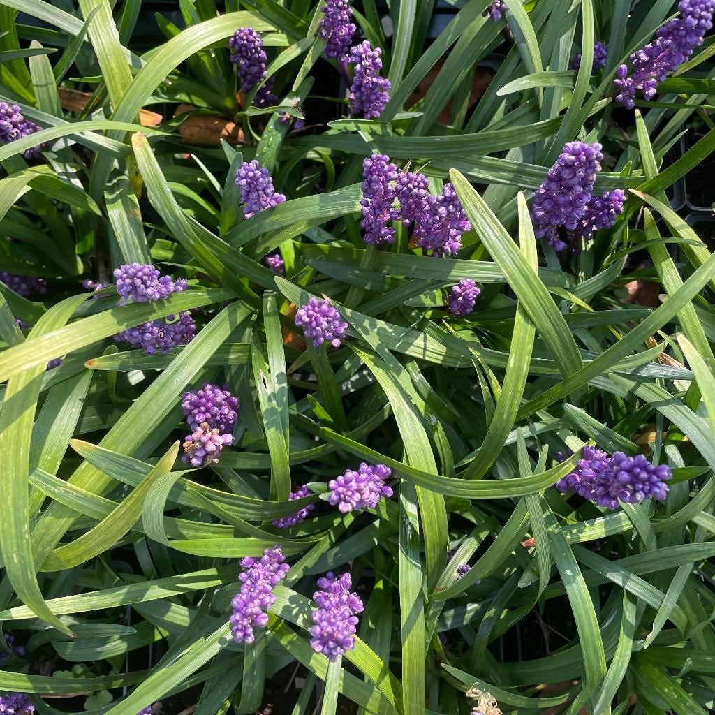 Liriope muscari ‘Big Blue’, Volle zon, Vaste plant, Zomer, Ophalen