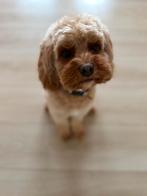 Toypoedels x Cavapoo verwacht, Poedel, 8 tot 15 weken, Meerdere, Meerdere dieren