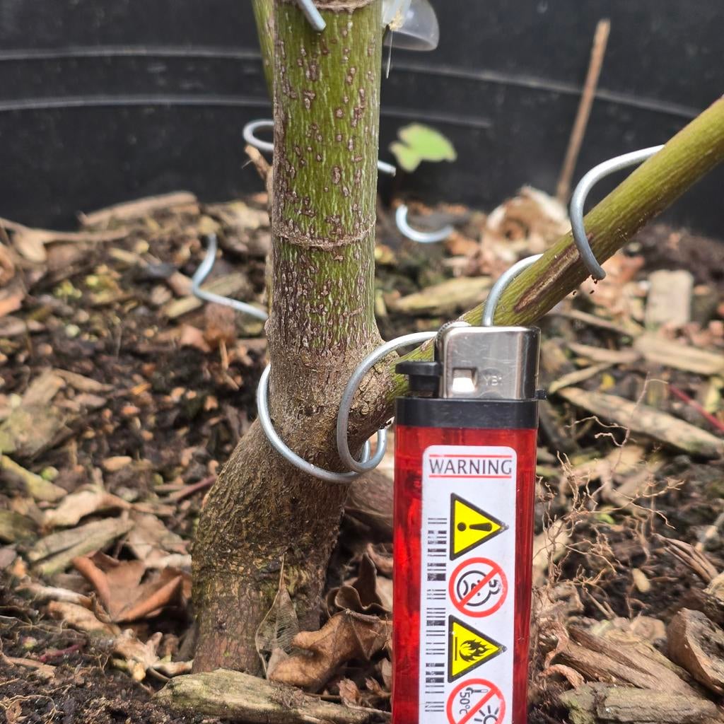 Acer palmatum pre bonsai, Tuin en Terras, Planten | Bomen, Bloeit niet, Overige soorten, 100 tot 250 cm, Ophalen