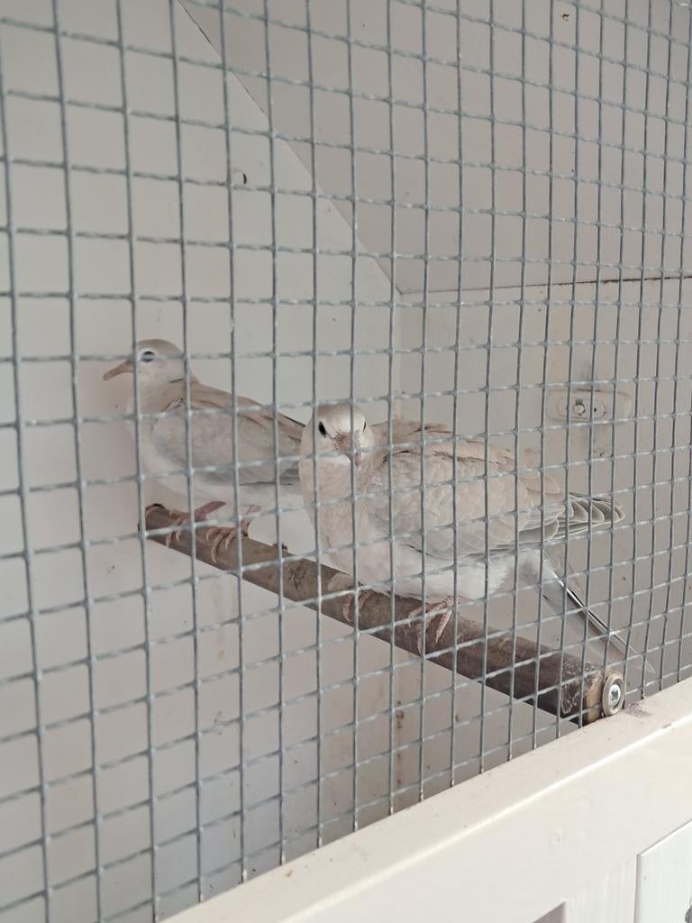 Gratis voor een goed tehuis, Dieren en Toebehoren, Geslacht onbekend, Tortelduif