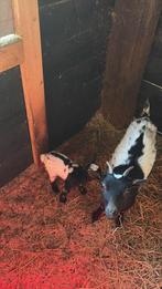 Geit met ram lam, Dieren en Toebehoren, Vrouwelijk, Geit