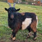 T.k.a Lieve dek bok, Dieren en Toebehoren, Schapen, Geiten en Varkens