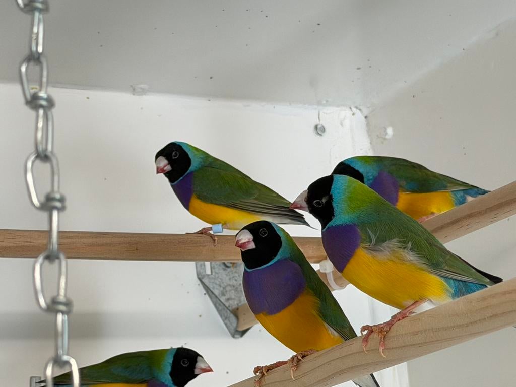 3 Gouldamadine mannen, Dieren en Toebehoren, Mannelijk, Geringd