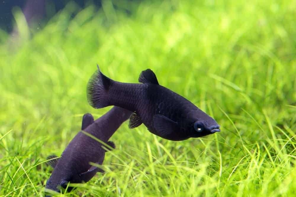 Black Molly, Poecilia Sphenops, Vis