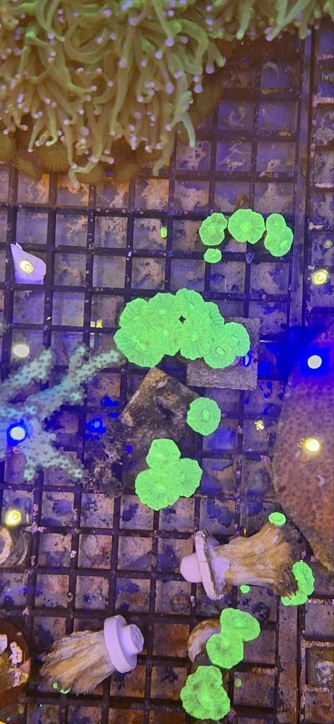 Caulustrea koraal zeewater aquarium, Ophalen, Nieuw, Gevuld zeewateraquarium