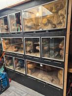 Terrariums verschillende maten – leegverkoop, Dieren en Toebehoren, Ophalen, Nieuw