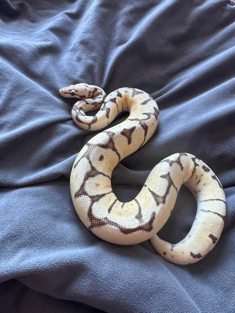 Ballpython (koningspython) Ball Python - unknown for sale from manouk van Oeveren